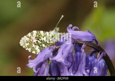 Ein wunderschöner Schmetterling für männliche Orange-Tip (Anthocharis Cardamines) thront auf einer Glockenblume Blüte (Hyacinthoides non-Scripta). Stockfoto