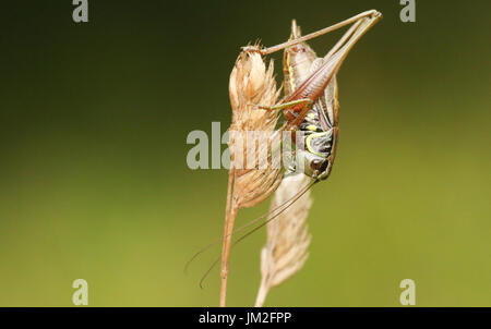 Eine schöne Rösel Bush Cricket (Metrioptera Roeselii) thront auf einem Graskopf Samen. Stockfoto