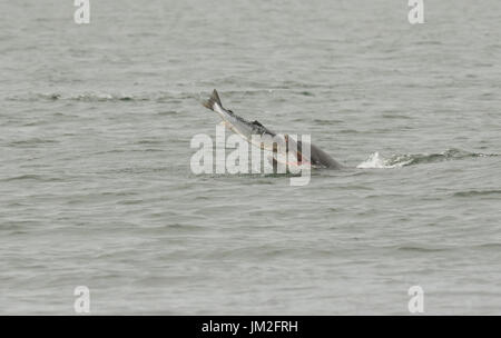 Einen großen Tümmler (Tursiops Truncatus) Essen Fisch (Lachs, Salmo salar), auf den Moray Firth, Highlands, Schottland. Stockfoto