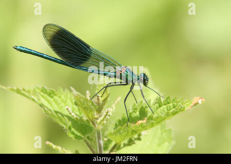 Eine atemberaubende männlichen gebändert Prachtlibelle (Calopteryx Splendens) thront auf einer Pflanze. Stockfoto