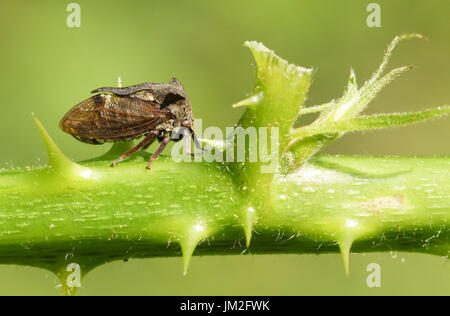 Eine schöne gehörnte Blutzikade (Centrotus Cornutus) auf dem Stamm einer Blackberry-Anlage. Stockfoto