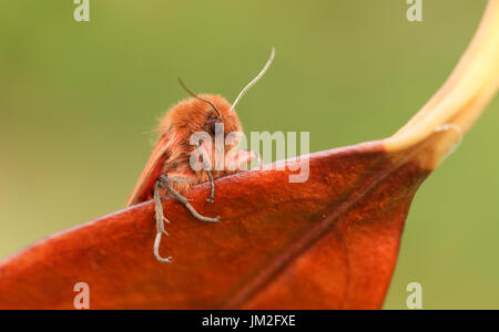 Eine atemberaubende Ruby Tiger Moth (Phragmatobia Fuliginosa) thront auf einem Blatt. Stockfoto