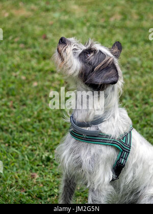 Hund wartet auf Befehl. Mit Kragen und Kabelbaum. Stockfoto
