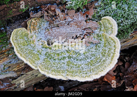 Raureif bedeckt klumpig Halterung, North Rhine-Westphalia, Deutschland / (Trametes Gibbosa) | Buckel-Tramete Mit Raureif, Nordrhein-Westfalen, Deutschland Stockfoto