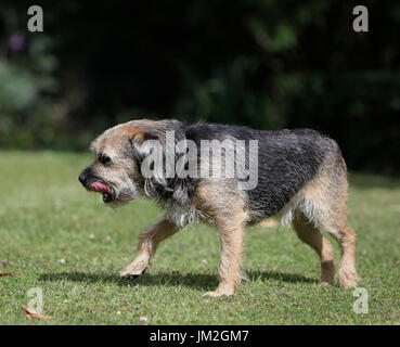 Border Terrier Hund im Garten im Vereinigten Königreich Stockfoto