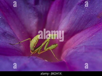 Gottesanbeterin auf Morning Glory Blume Stockfoto