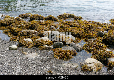 Felsen bedeckt in Braunalgen oder Meer Kohl an einem steinigen Strand, Bowen Island in der Nähe von Vancouver, British Columbia, Kanada Stockfoto