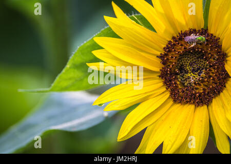Horizontale Nahaufnahme Foto von einem hellen gelben Sonnenblumen und grünen Blättern mit einer metallischen Grün Biene bestäuben die Blume in der braune Mitte Stockfoto
