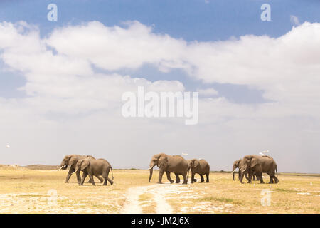 Herde von wilden Elefanten im Amboseli Nationalpark, Kenia. Stockfoto