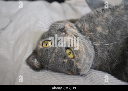 Grau und Ingwer Katze mit auf Rücken Stockfoto