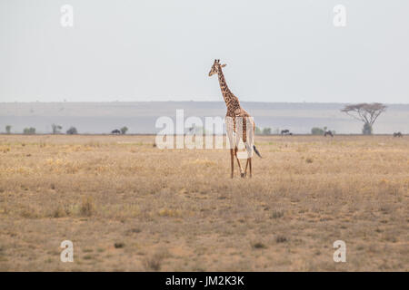 Einsame Giraffe im Amboseli Nationalpark, Kenia. Stockfoto