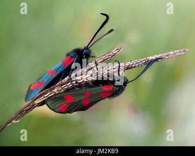 zwei schillernde blau-schwarz/grün-schwarz Tag fliegen sechs-Ort Burnet Motten (Zygaena Filipendulae) auf Samenköpfe Gras Stengel in Cumbria, England UK Stockfoto