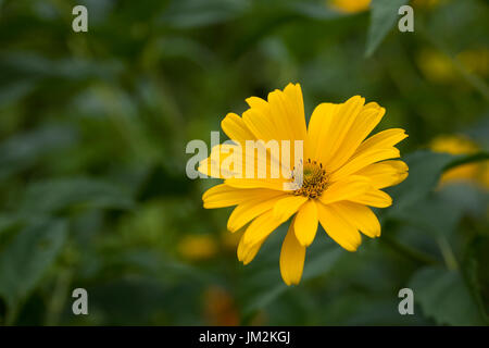 Heliopsis Helianthoides var Scabra. Stockfoto