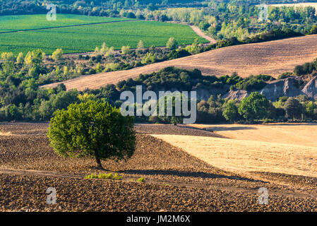 Baum in der Mitte eines Feldes von Abendlicht beleuchtet Stockfoto