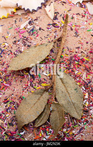 Trockene Blätter inmitten Farbe Bleistift rasieren Stockfoto