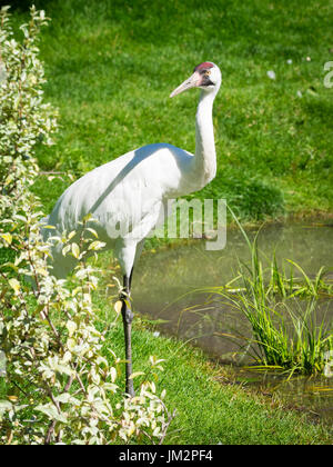 Ein Schreikranich (Grus Americana), in Gefangenschaft, in den Zoo von Calgary in Calgary, Alberta, Kanada. Stockfoto