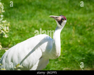 Ein Schreikranich (Grus Americana), in Gefangenschaft, in den Zoo von Calgary in Calgary, Alberta, Kanada. Stockfoto