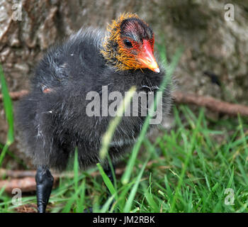 Young-Blässhuhn in der Nähe von Nest auf dem Rasen. Stockfoto