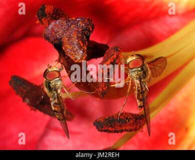 Schwebfliegen Lilly Pflanzen im Garten. Stockfoto