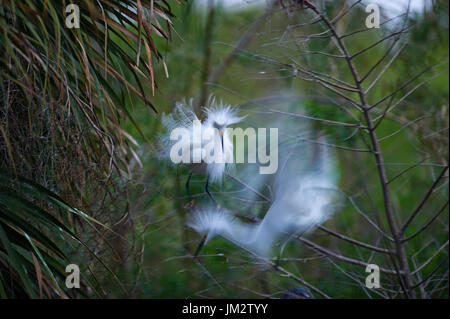 Snowy Egret Egretta thula at breeding colony Florida USA Stockfoto