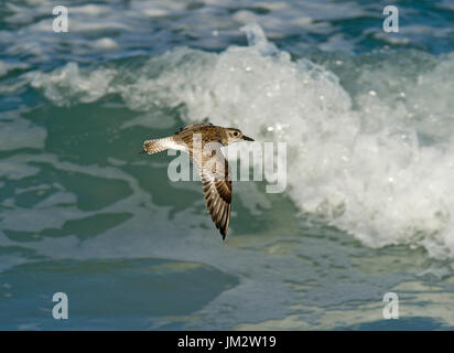 Schwarzbäuchigen Regenpfeifer (Grey Plover) Pluvialis Squatarola nicht Zucht Gefieder Florida Februar USA Stockfoto