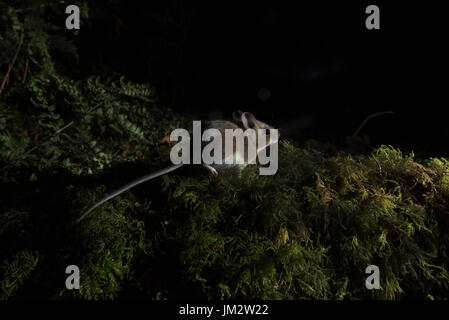 Holz MAUS APODEMUS SYLVATICUS Kettlestone Norfolk Herbst (in den Wilden nehmen Sie mit der Kamera trao) Stockfoto