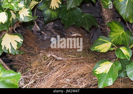 Amsel Turdus Merula 3 Küken in der Nähe von Flüggewerden an nisten in Efeu im Garten Holt Norfolk Juli Stockfoto