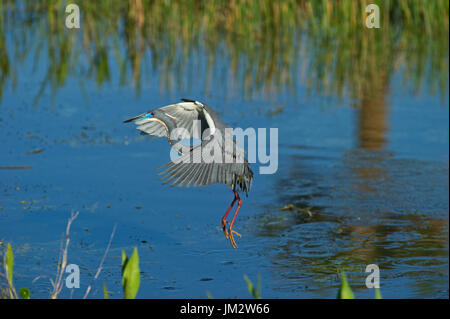 Dreifarbigen Reiher Egretta Tricolor Angeln über Pool Viera Feuchtgebiete Florida USA Stockfoto