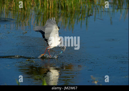 Dreifarbigen Reiher Egretta Tricolor Angeln über Pool Viera Feuchtgebiete Florida USA Stockfoto