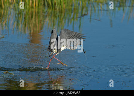 Dreifarbigen Reiher Egretta Tricolor Angeln über Pool Viera Feuchtgebiete Florida USA Stockfoto