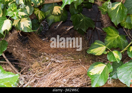 Amsel Turdus Merula 3 Küken in der Nähe von Flüggewerden an nisten in Efeu im Garten Holt Norfolk Juli Stockfoto