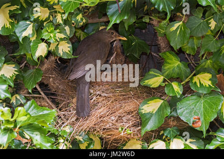 Amsel Turdus Merula weiblich Fütterung 3 Küken in der Nähe von Flüggewerden am Nest Efeu im Garten Holt Norfolk Juli Stockfoto