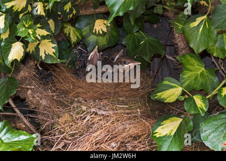 Amsel Turdus Merula 3 Küken in der Nähe von Flüggewerden an nisten in Efeu im Garten Holt Norfolk Juli Stockfoto