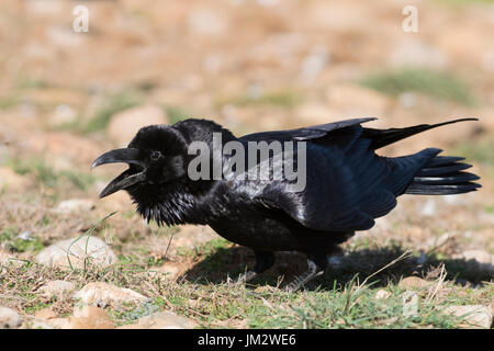 Gemeinsamen Raven Corvus Corax Aufruf spanischen Pyrenäen Stockfoto