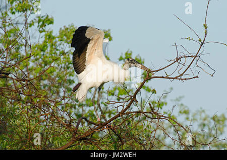 Holz-Storch Mycteria Americana mit Nistmaterial Florida Everglades USA Stockfoto