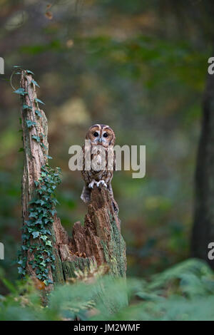 Waldkauz Strix Aluco, Oxfordshire Herbst (C) Stockfoto