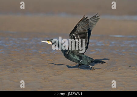 Großer Kormoran Phalacrocorax Carbo Brancaster Norfolk winter Stockfoto