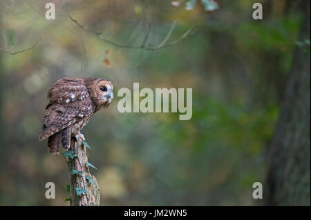 Waldkauz Strix Aluco, Oxfordshire Herbst (C) Stockfoto