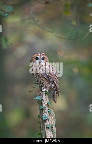 Waldkauz Strix Aluco, Oxfordshire Herbst (C) Stockfoto