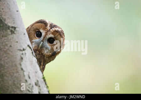 Waldkauz Strix Aluco, Oxfordshire Herbst (C) Stockfoto