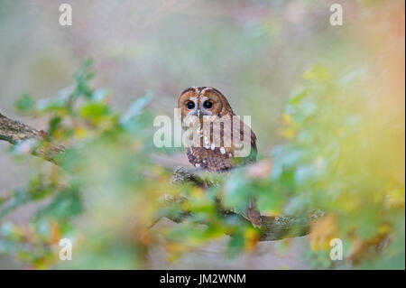 Waldkauz Strix Aluco, Oxfordshire Herbst (C) Stockfoto