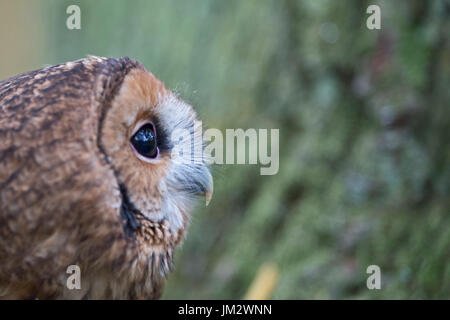 Waldkauz Strix Aluco, Oxfordshire Herbst (C) Stockfoto