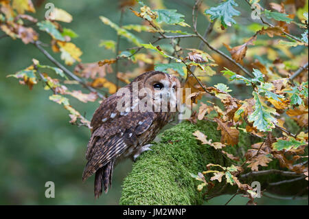 Waldkauz Strix Aluco, Oxfordshire Herbst (C) Stockfoto