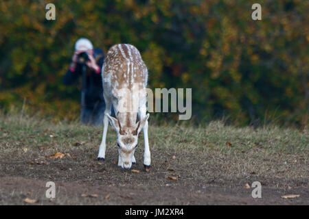 Damhirsch Dama Dama fotografiert während der Brunft Sevenoaks Kent Oktober Stockfoto