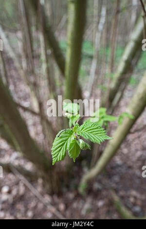 Gemeinsamen Hazel Corylus Avellana frische neue Blätter im zeitigen Frühjahr im Niederwaldbetrieb Hasel Wald Norfolk Stockfoto