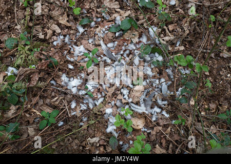 Federn von Ringeltaube gefangen und getötet von Sperber im Wald Norfolk Stockfoto