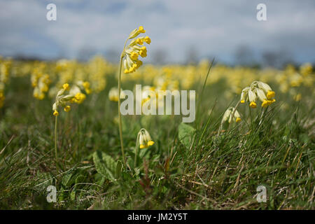 Eine Wiese von Schlüsselblumen setzen auf ein spektakuläres Feuerwerk von Ostern in der Nähe von Hunstanton North Norfolk Stockfoto