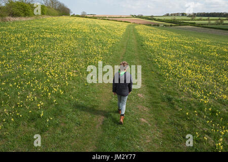 Junges Mädchen (Charlotte Tipling) in Wiese von Schlüsselblumen setzen auf ein spektakuläres Feuerwerk von Ostern in der Nähe von Hunstanton North Norfolk Stockfoto