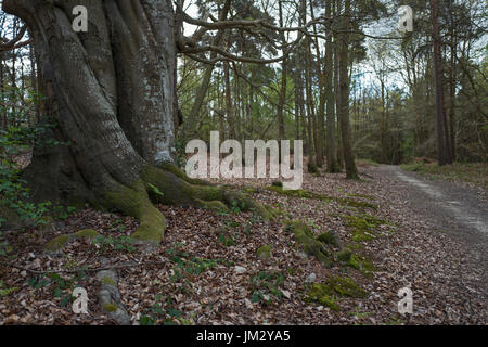 Weg durch Tudeley Woods RSPB Reserve in der Nähe von Pembury im zeitigen Frühjahr Stockfoto