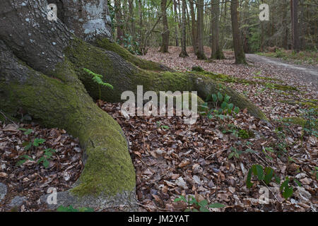 Weg durch Tudeley Woods RSPB Reserve in der Nähe von Pembury im zeitigen Frühjahr Stockfoto